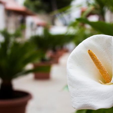 I Giardini Di Edicart Apartment Bari Exterior photo